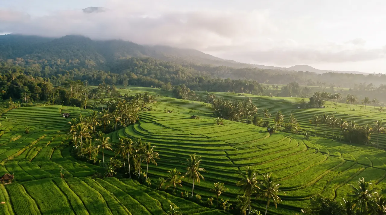 Jatiluwih rice terraces below Mount Batukaru in Bali from a helicopter